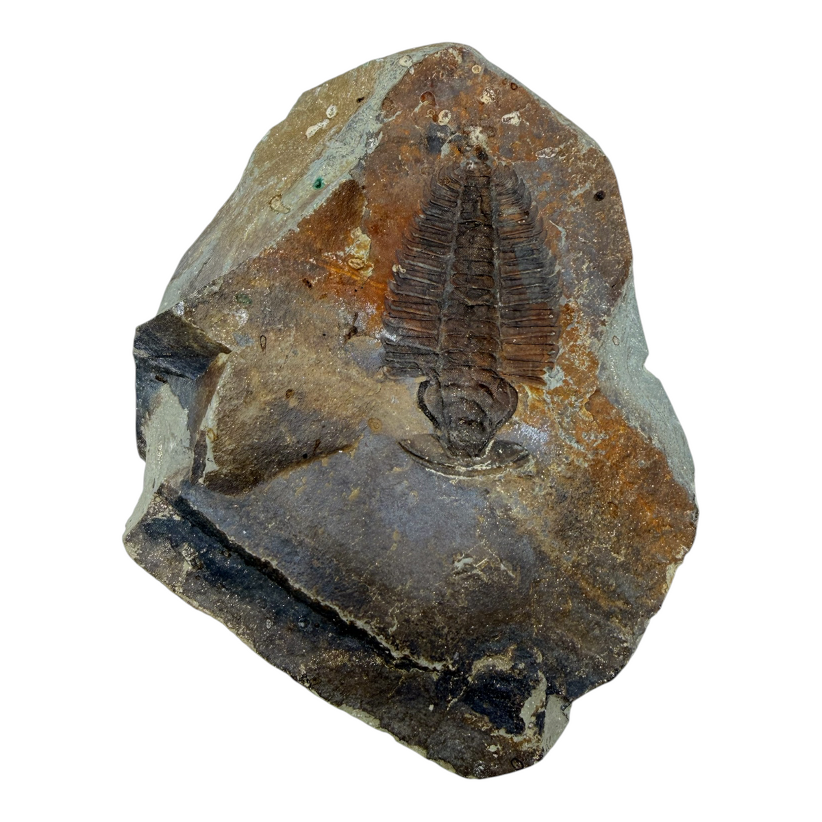 Redlichia chinensis Trilobite Pair