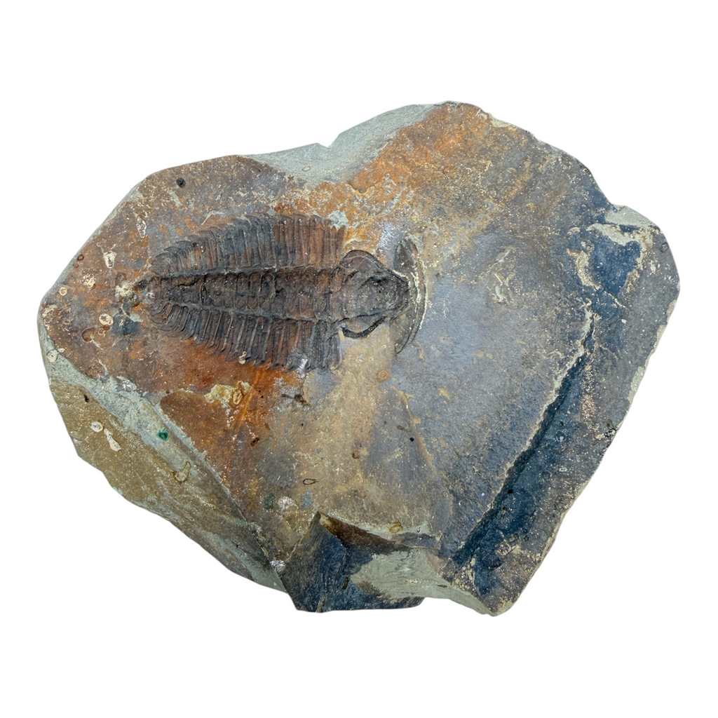 Redlichia chinensis Trilobite Pair