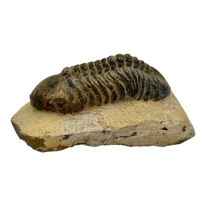 Trilobite Fossil (Reedops)