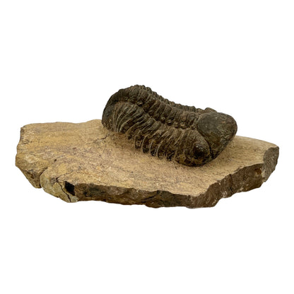 Trilobite Fossil (Reedops)