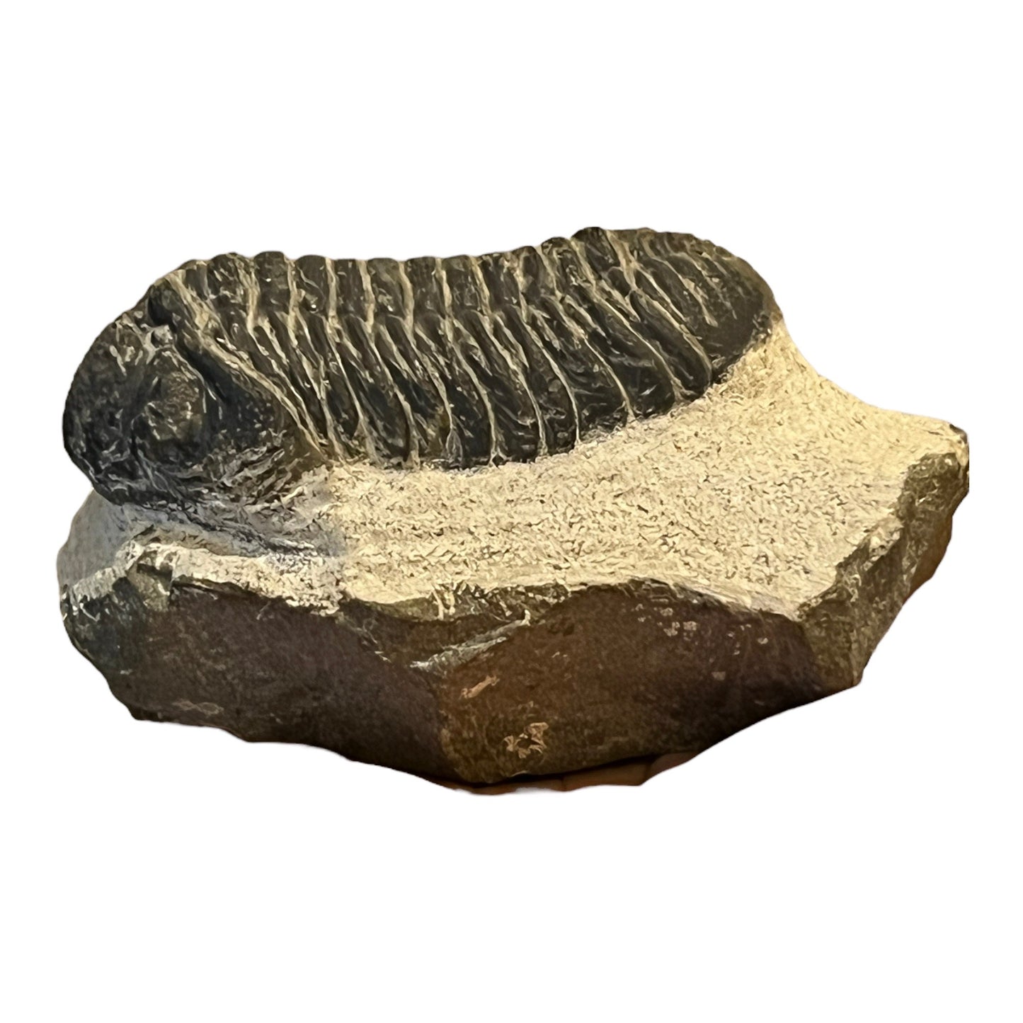 Trilobite Fossil (Reedops)