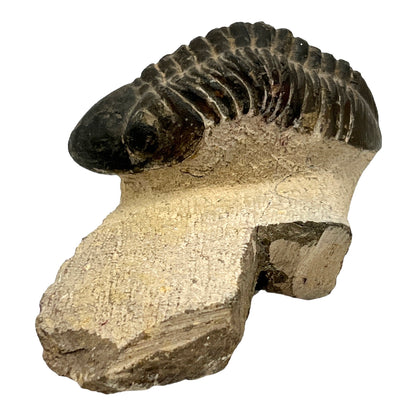 Trilobite Fossil (Reedops)