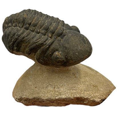 Trilobite Fossil (Reedops)