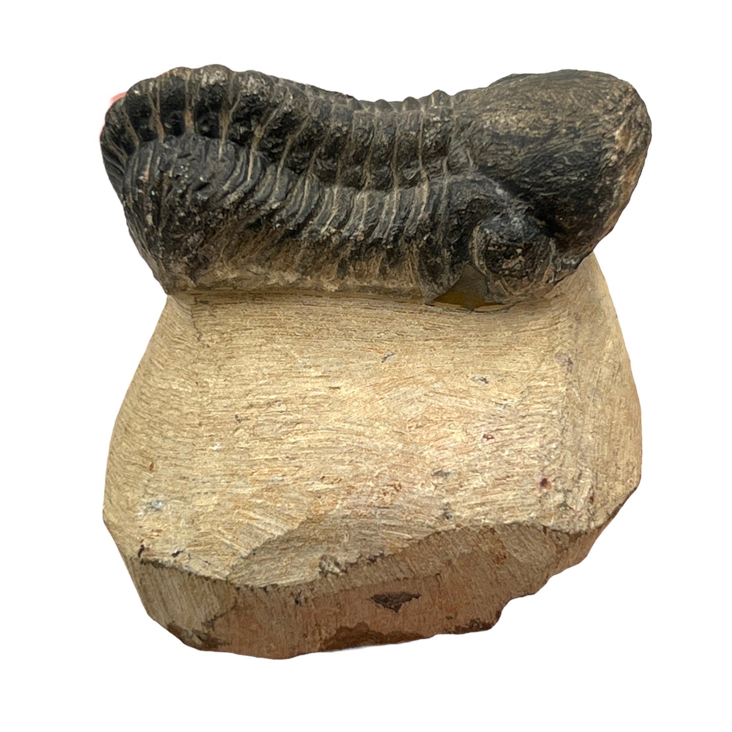 Trilobite Fossil (Reedops)