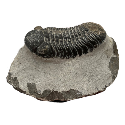 Trilobite Fossil (Reedops)