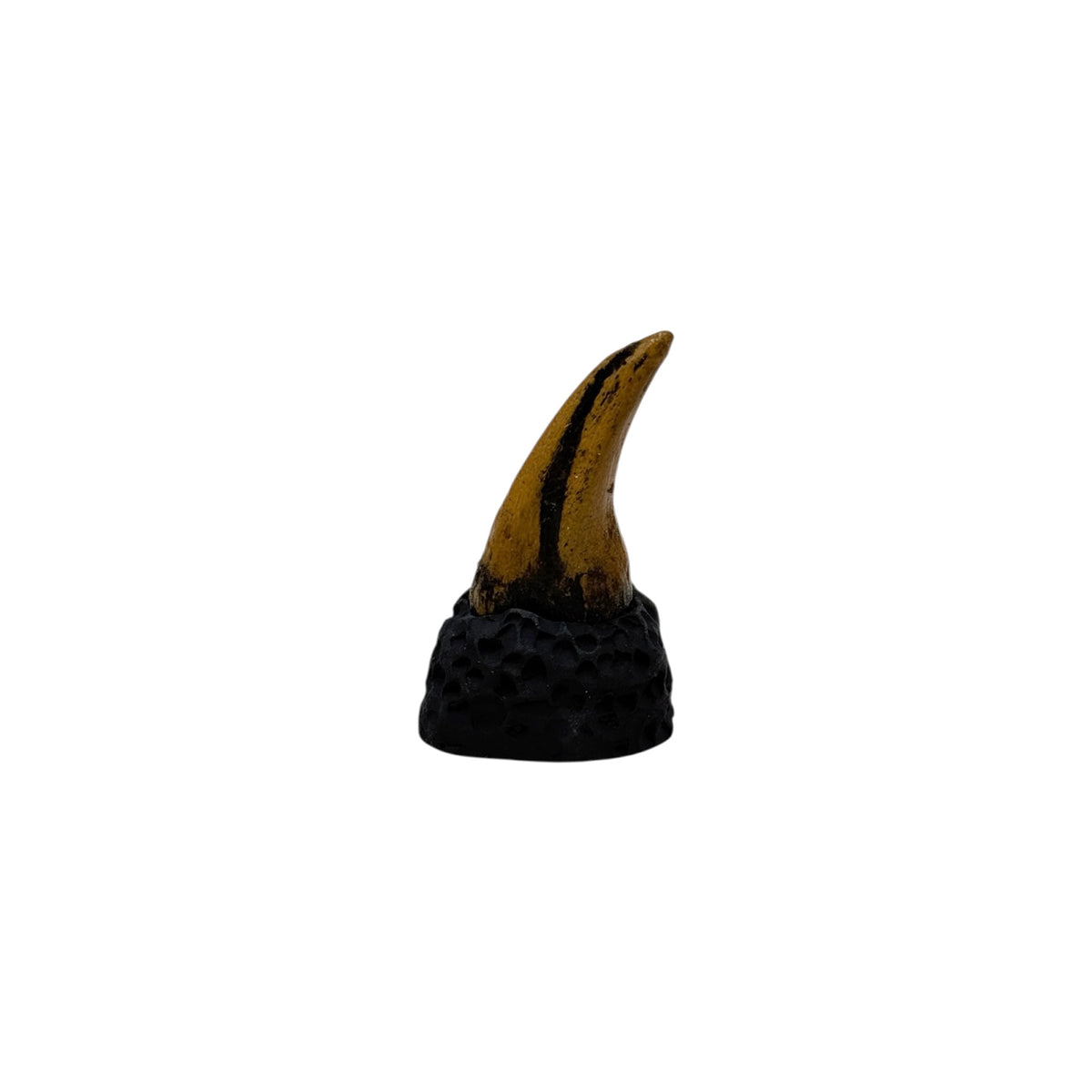 Claw Replica (T.Rex Hand Claw)