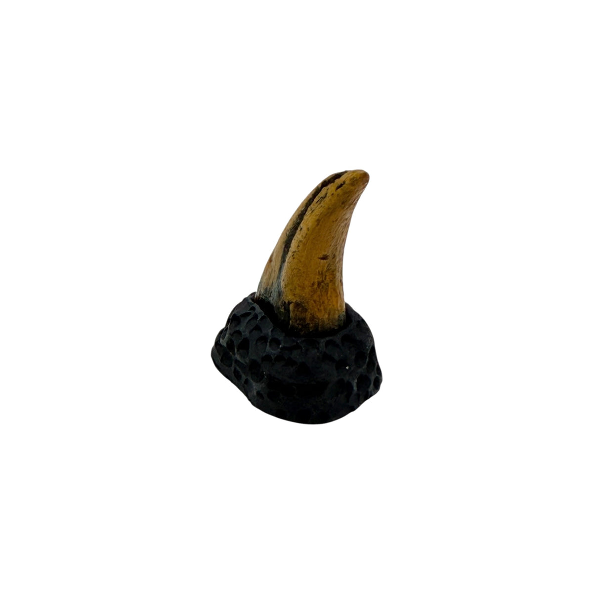 Claw Replica (T.Rex Hand Claw)