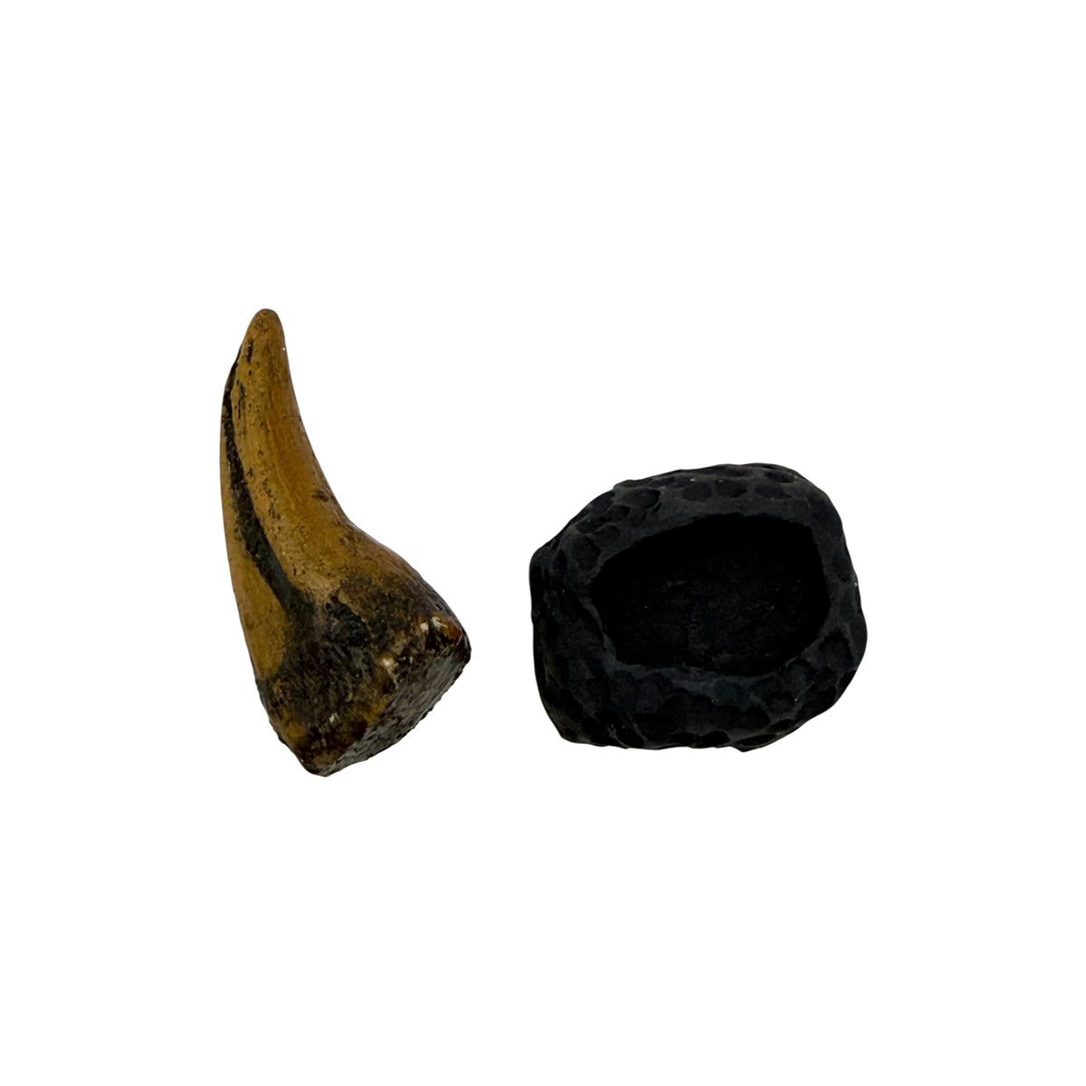 Claw Replica (T.Rex Hand Claw)