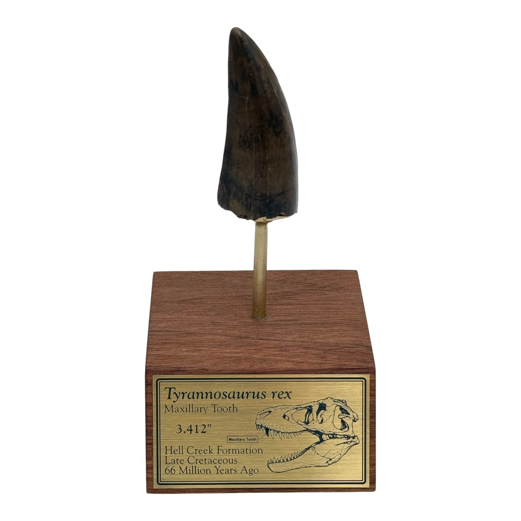 3.412" Tyrannosaurus rex (T-Rex) Tooth