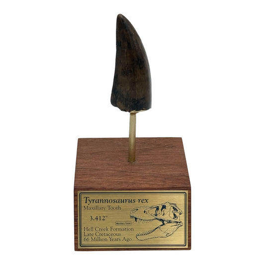 3.412" Tyrannosaurus rex (T-Rex) Tooth