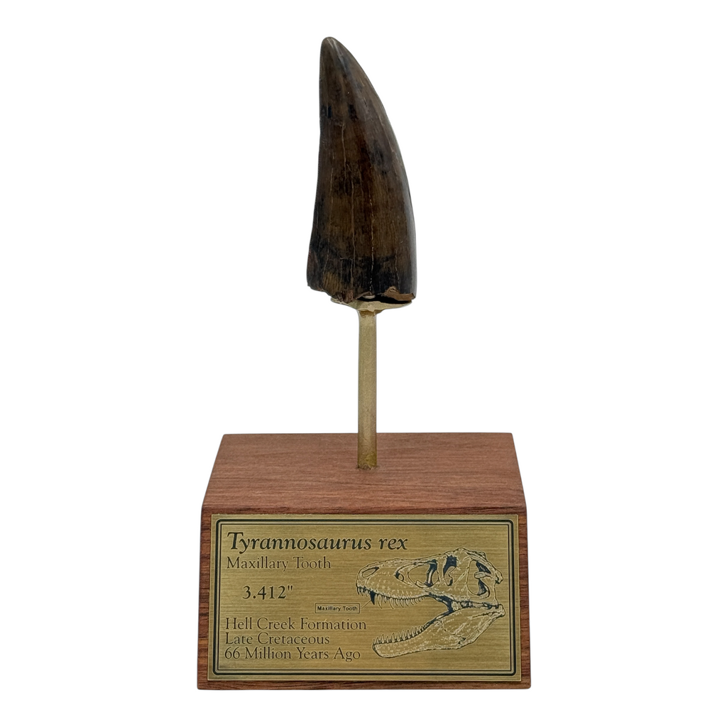 3.412" Tyrannosaurus rex (T-Rex) Tooth