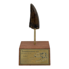 3.412" Tyrannosaurus rex (T-Rex) Tooth