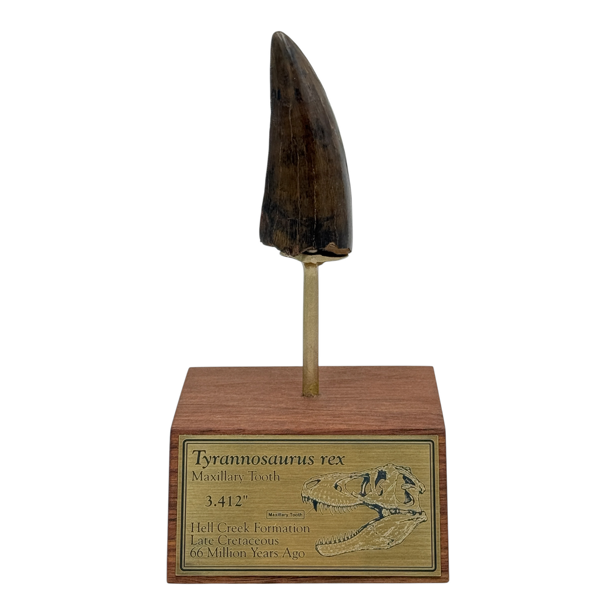 3.412" Tyrannosaurus rex (T-Rex) Tooth