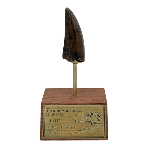 3.412" Tyrannosaurus rex (T-Rex) Tooth
