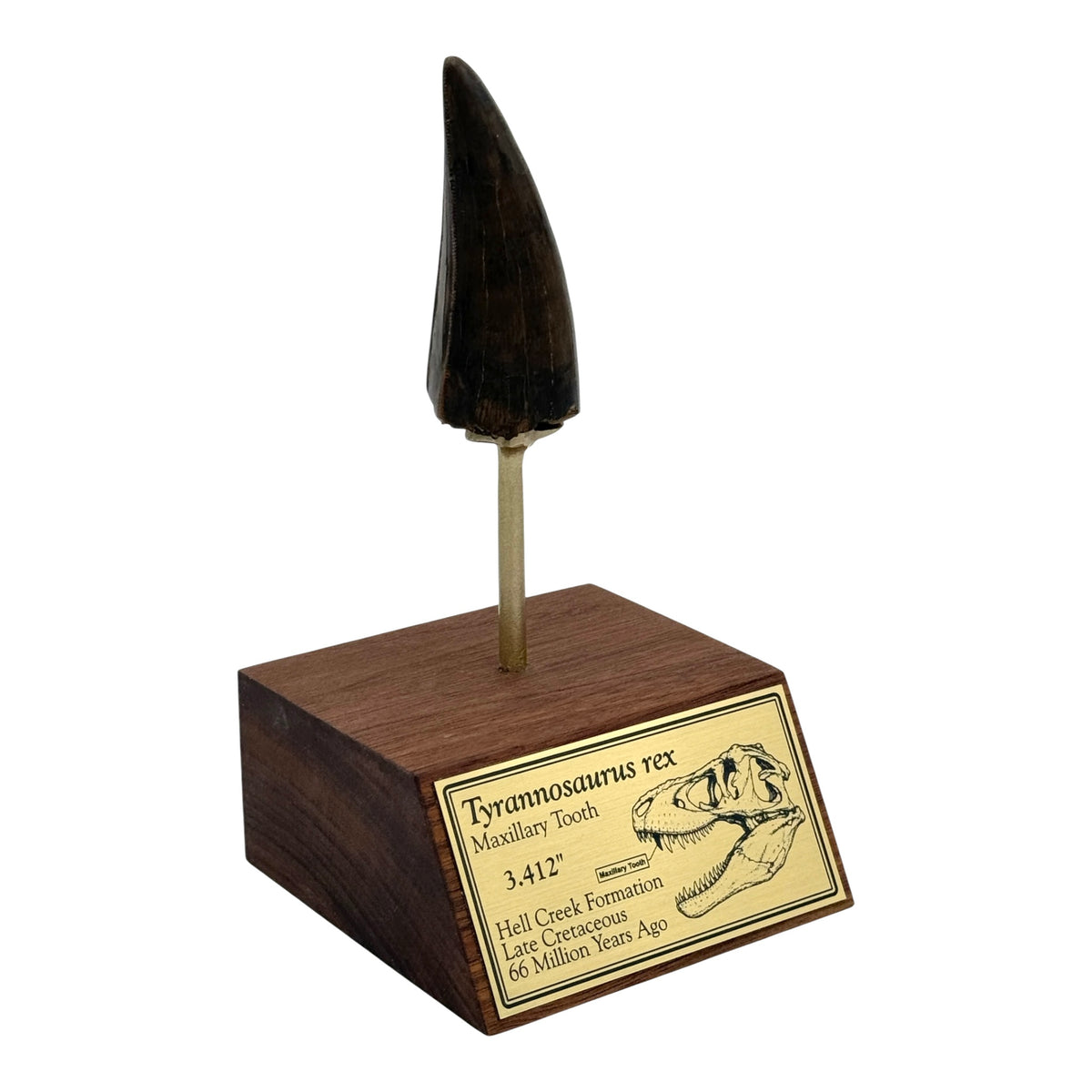 3.412" Tyrannosaurus rex (T-Rex) Tooth