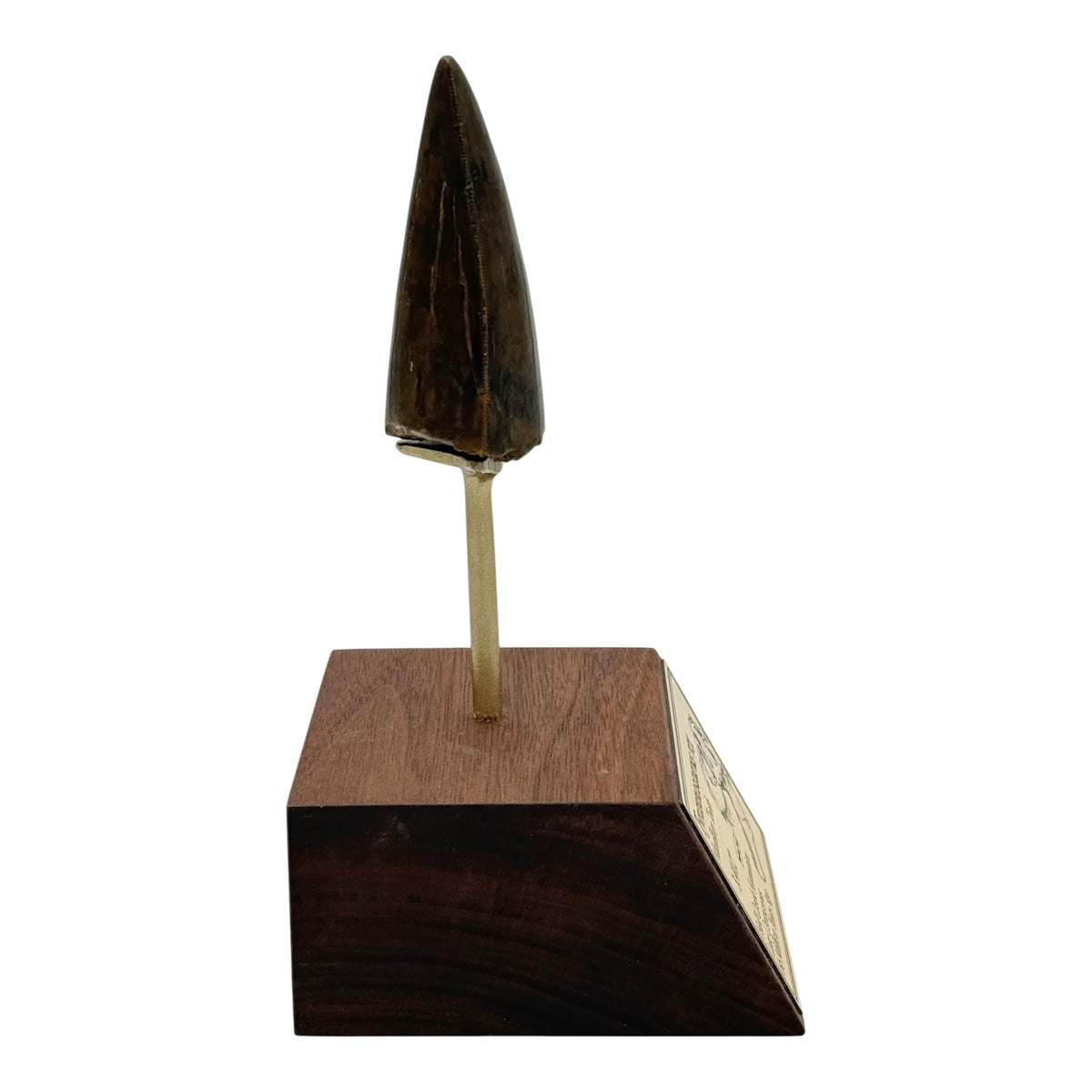 3.412" Tyrannosaurus rex (T-Rex) Tooth