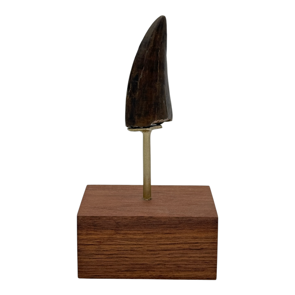 3.412" Tyrannosaurus rex (T-Rex) Tooth