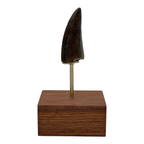 3.412" Tyrannosaurus rex (T-Rex) Tooth