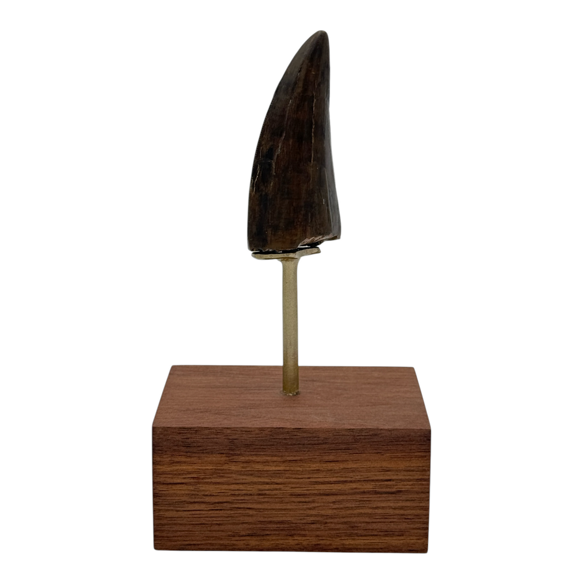 3.412" Tyrannosaurus rex (T-Rex) Tooth