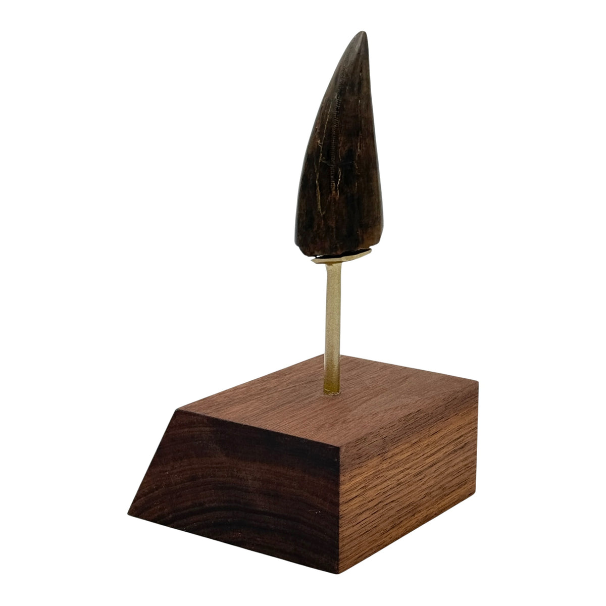 3.412" Tyrannosaurus rex (T-Rex) Tooth