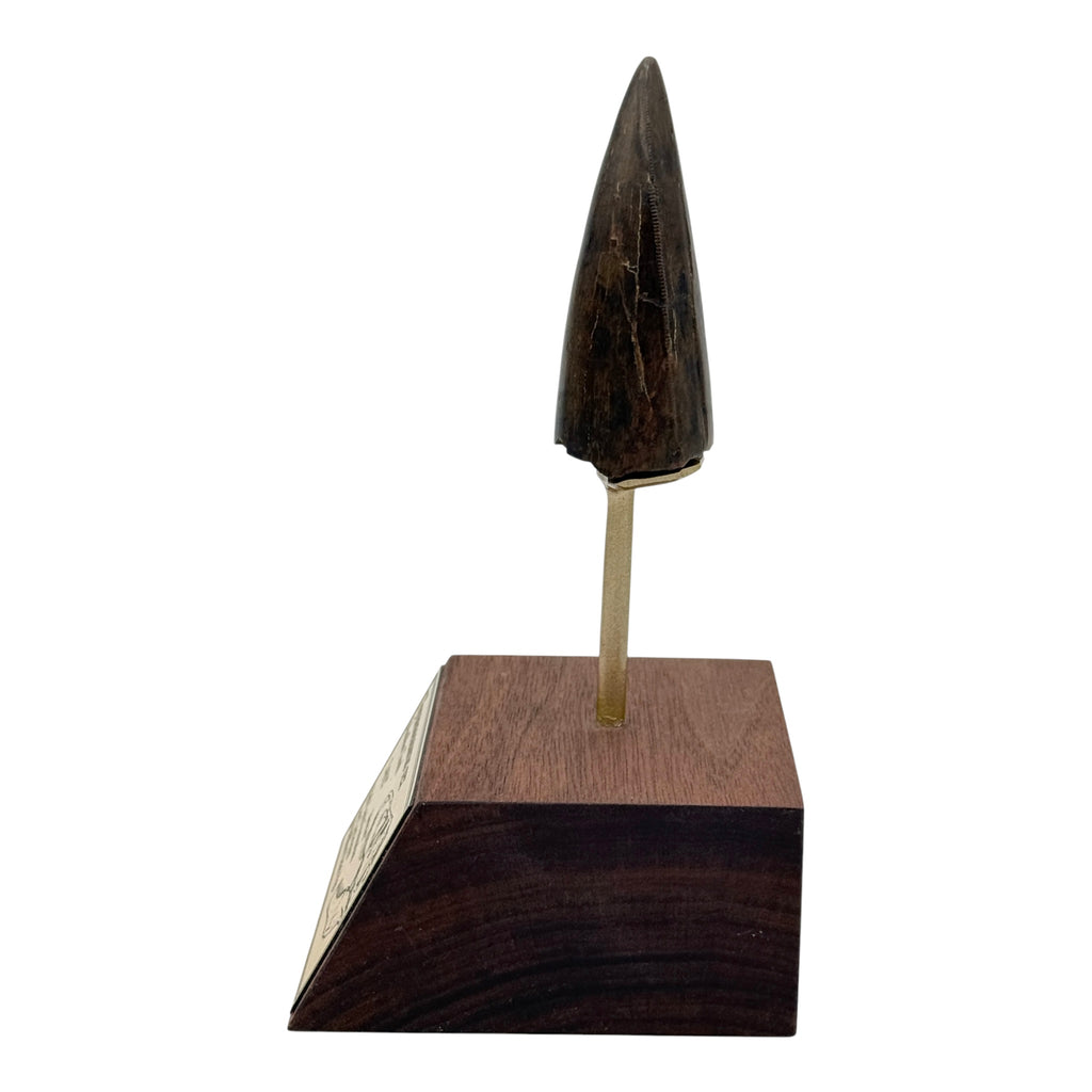 3.412" Tyrannosaurus rex (T-Rex) Tooth
