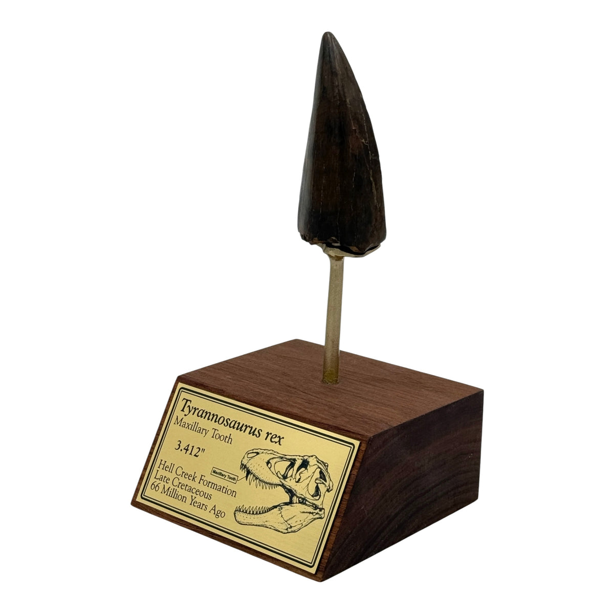 3.412" Tyrannosaurus rex (T-Rex) Tooth