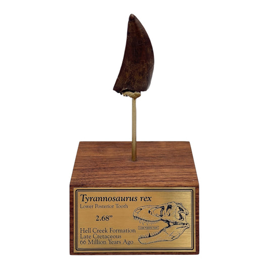 2.68" Tyrannosaurus rex (T-Rex) Tooth