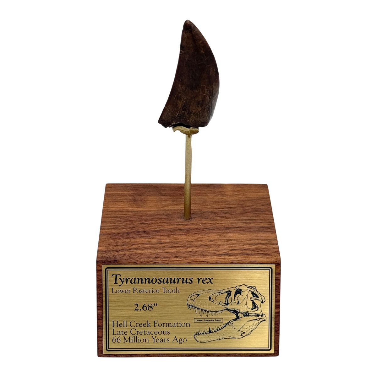 2.68" Tyrannosaurus rex (T-Rex) Tooth