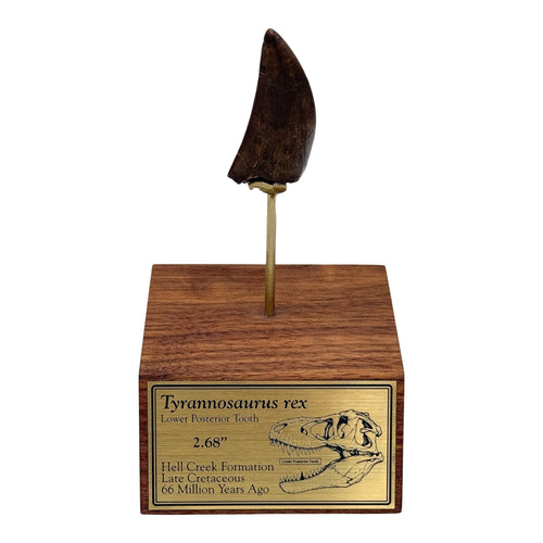 2.68" Tyrannosaurus rex (T-Rex) Tooth