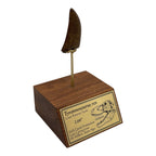 2.68" Tyrannosaurus rex (T-Rex) Tooth