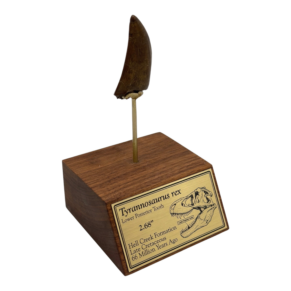 2.68" Tyrannosaurus rex (T-Rex) Tooth