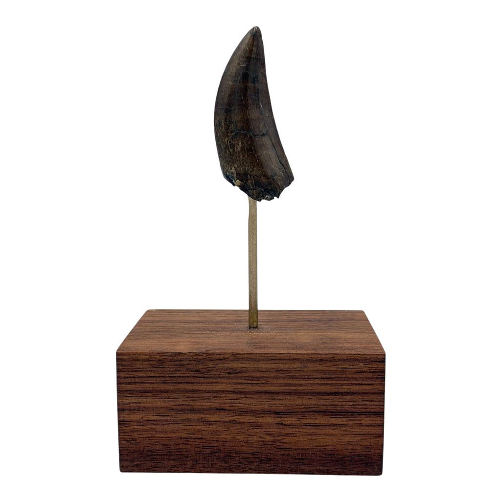 2.68" Tyrannosaurus rex (T-Rex) Tooth