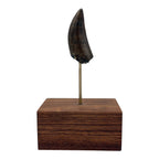 2.68" Tyrannosaurus rex (T-Rex) Tooth