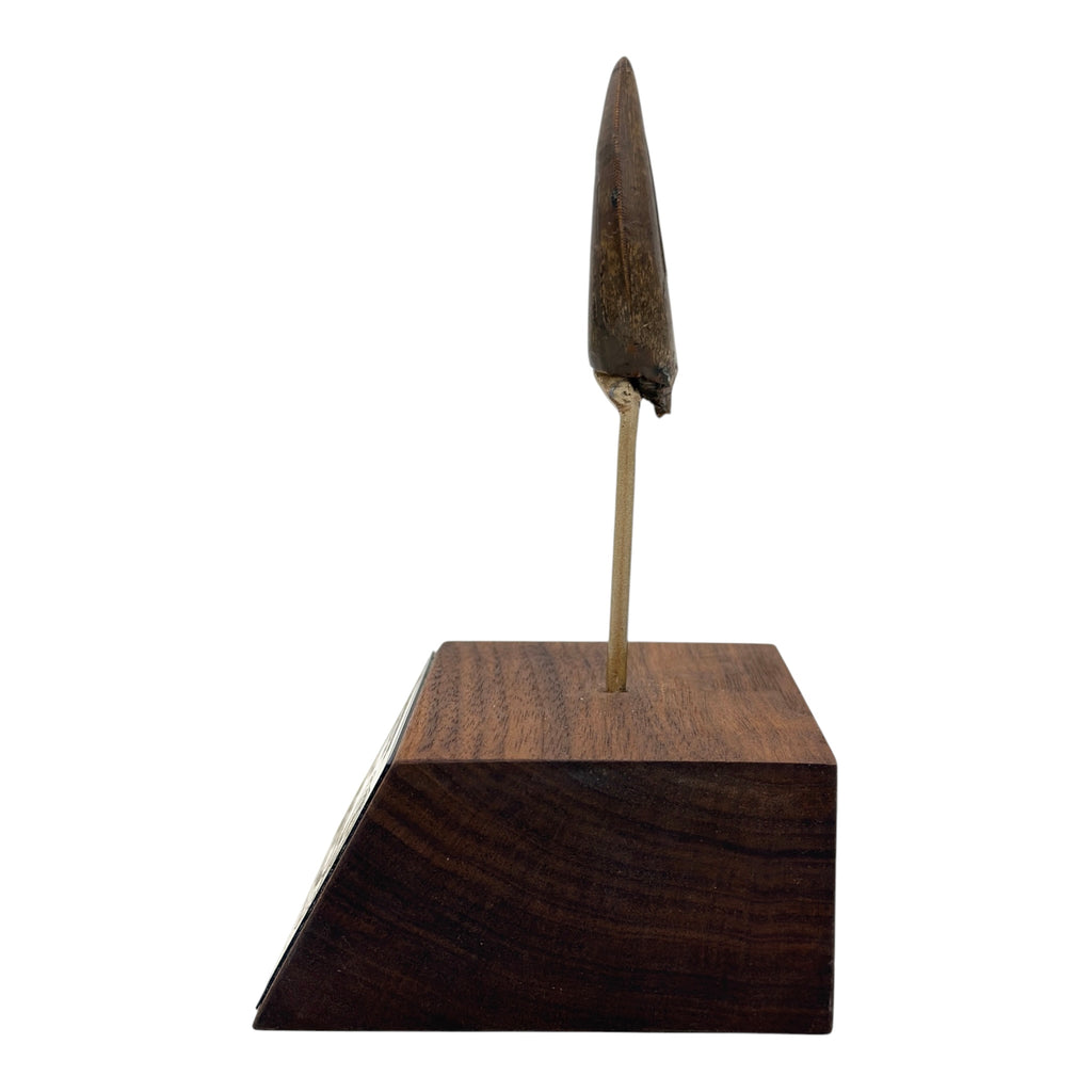 2.68" Tyrannosaurus rex (T-Rex) Tooth