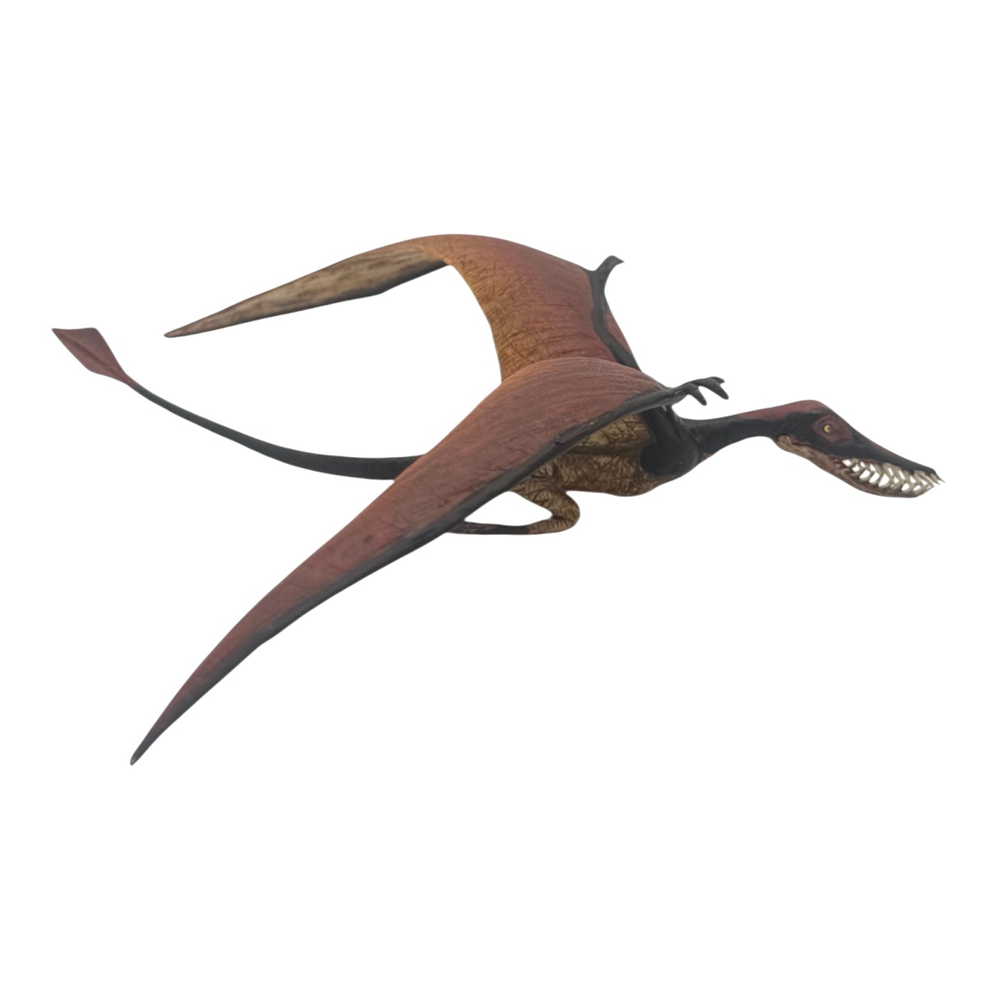 Rhamphorhynchus (Safari)