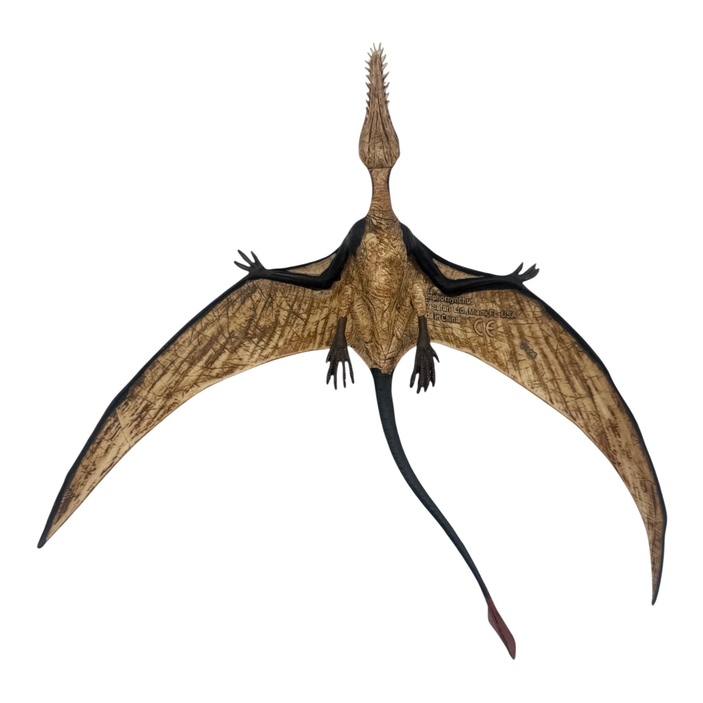 Rhamphorhynchus (Safari)