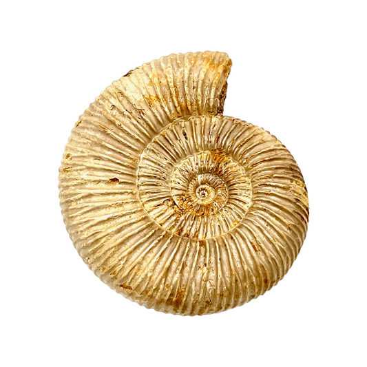 Ammonite (Natural Rough)