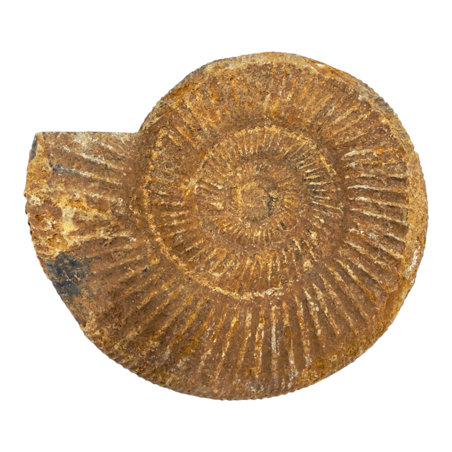 Ammonite (Natural Rough)