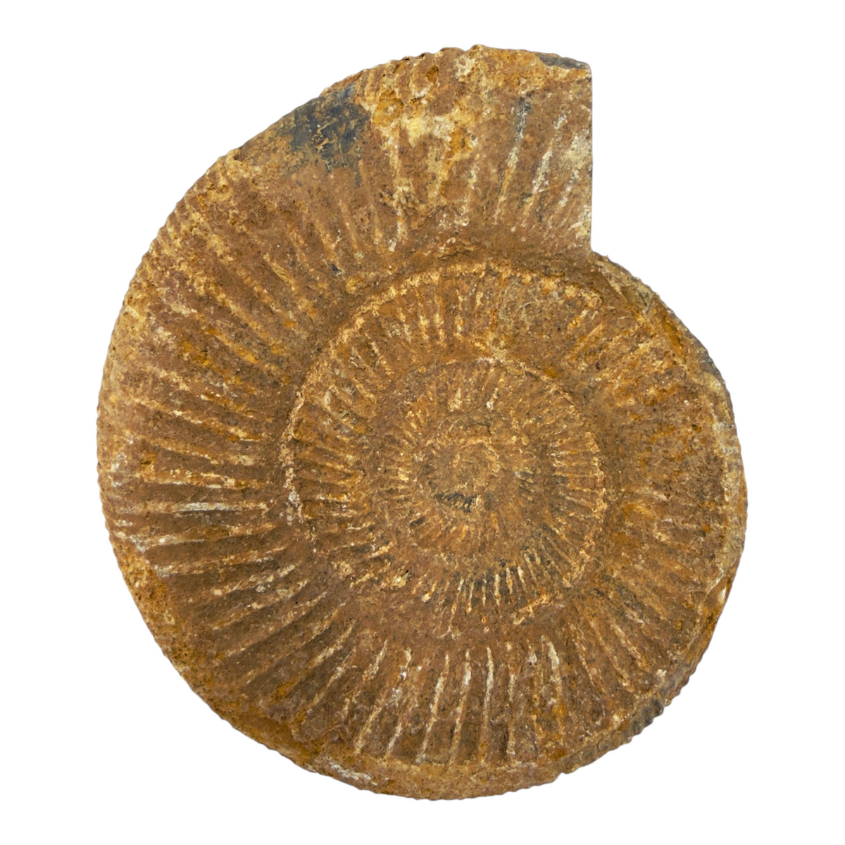 Ammonite (Natural Rough)