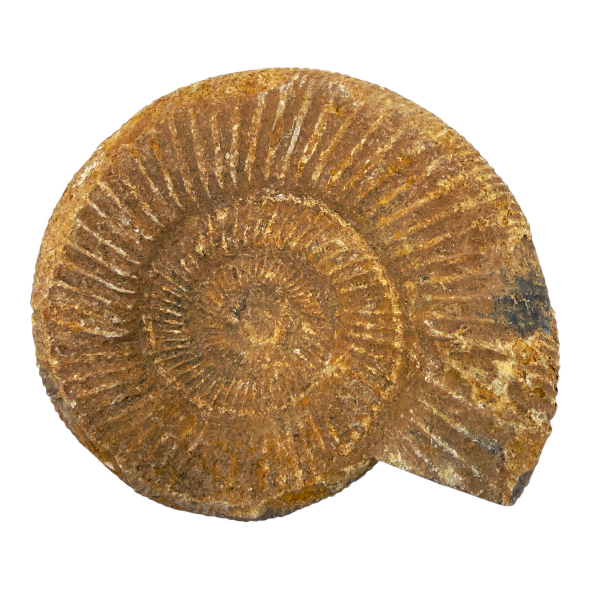 Ammonite (Natural Rough)