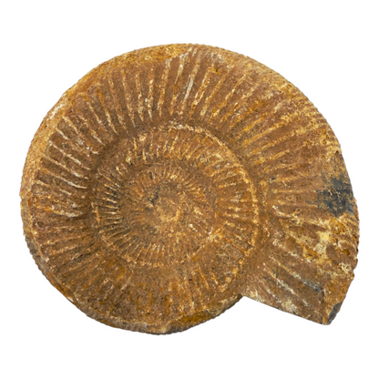 Ammonite (Natural Rough)