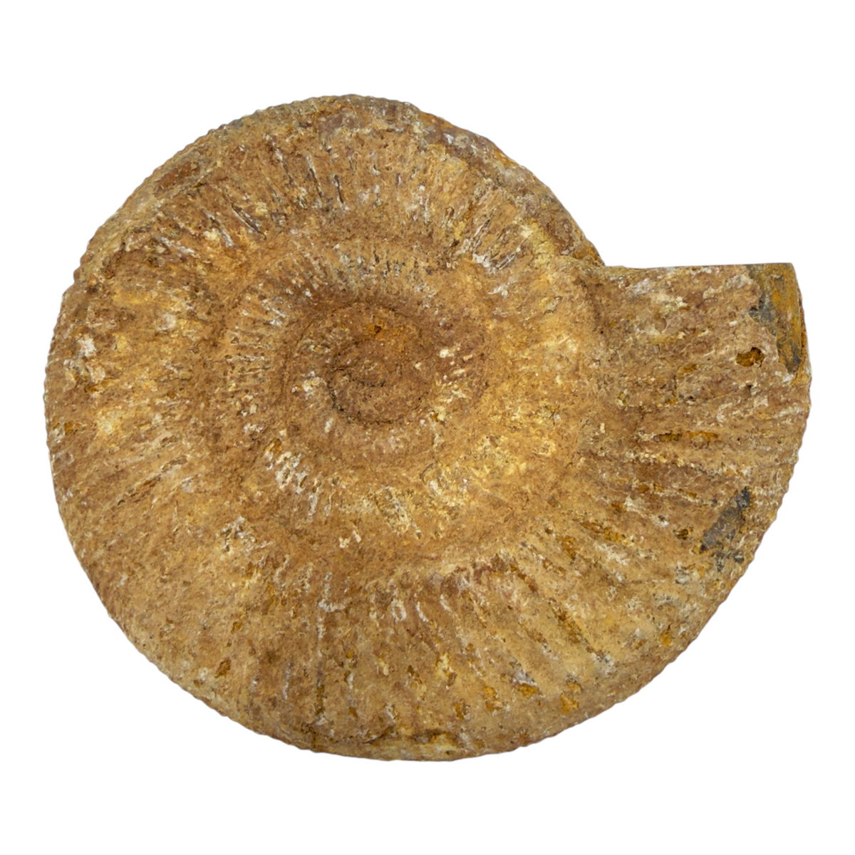 Ammonite (Natural Rough)