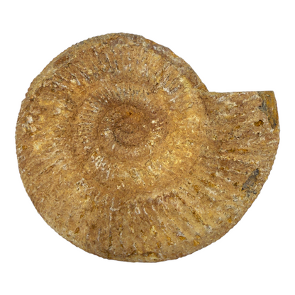 Ammonite (Natural Rough)