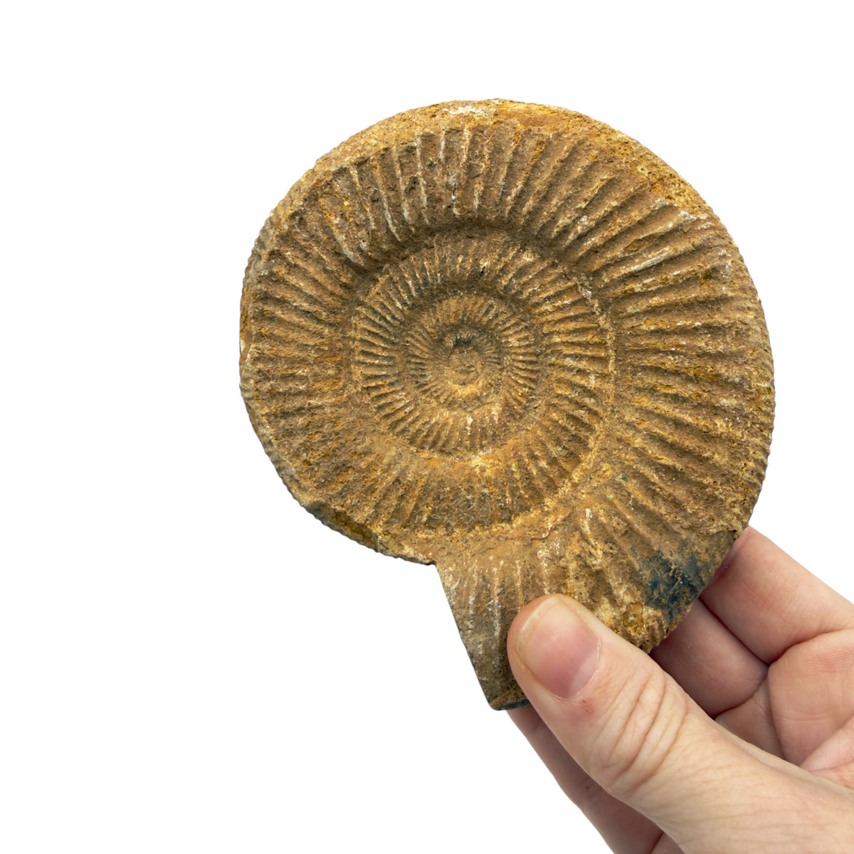 Ammonite (Natural Rough)