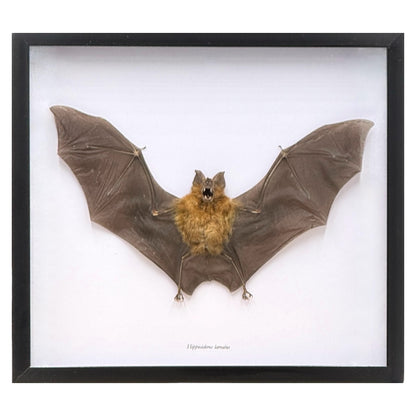 Roundleaf Bat in Frame