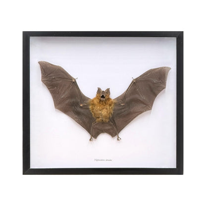 Roundleaf Bat in Frame