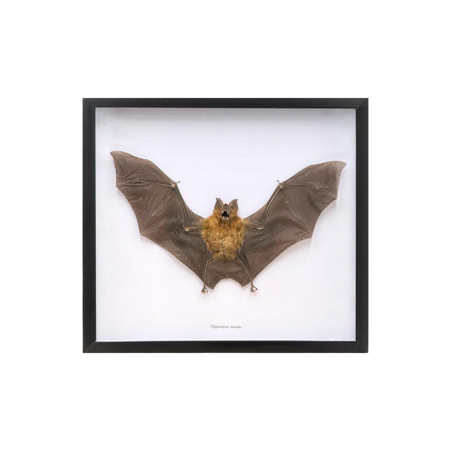 Roundleaf Bat in Frame