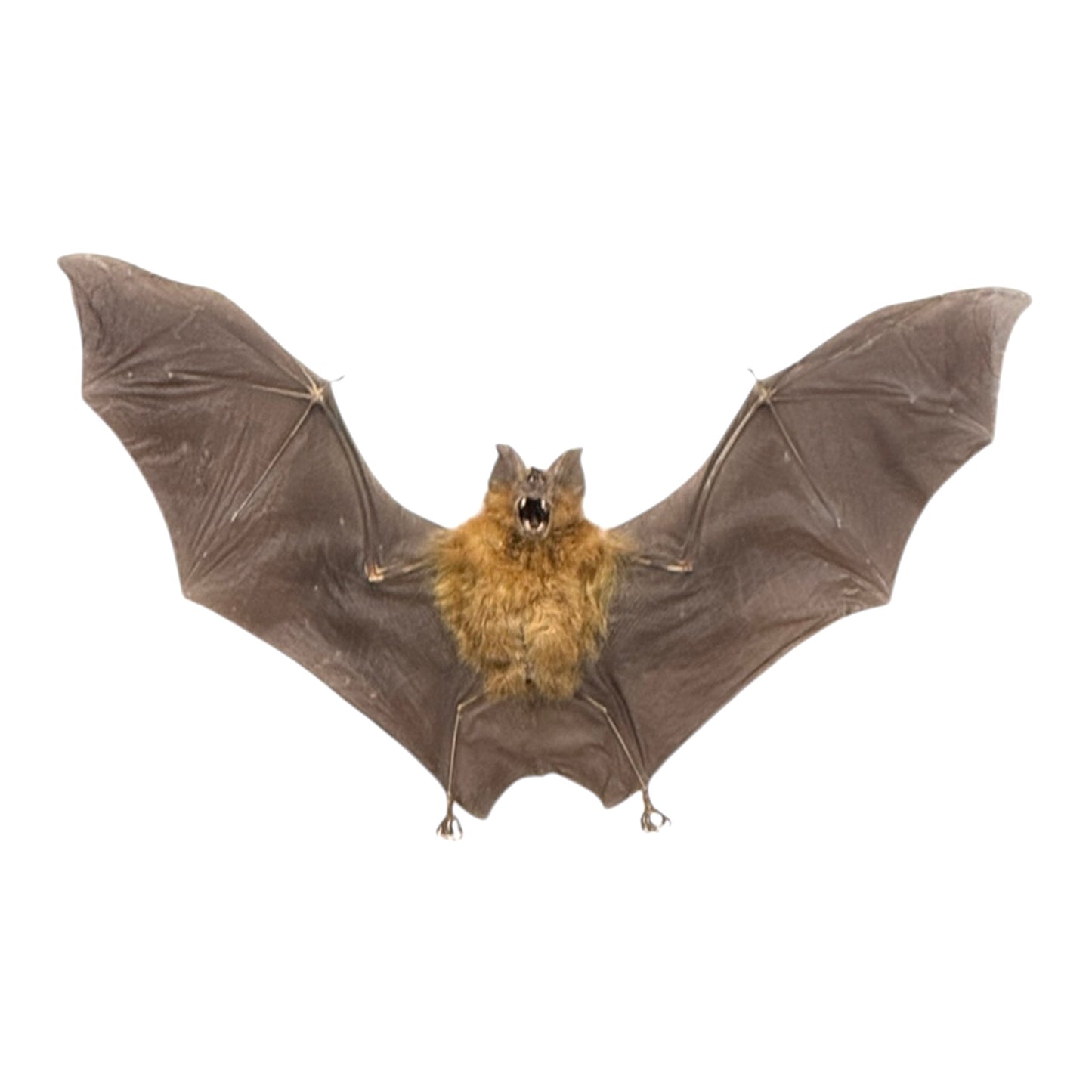 Roundleaf Bat in Frame