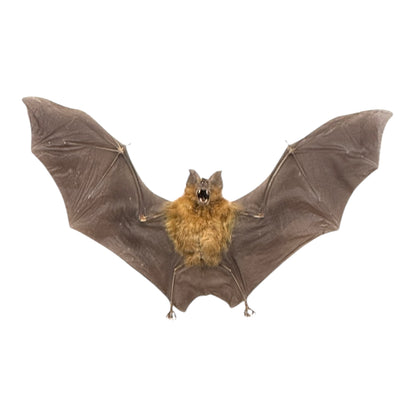 Roundleaf Bat in Frame