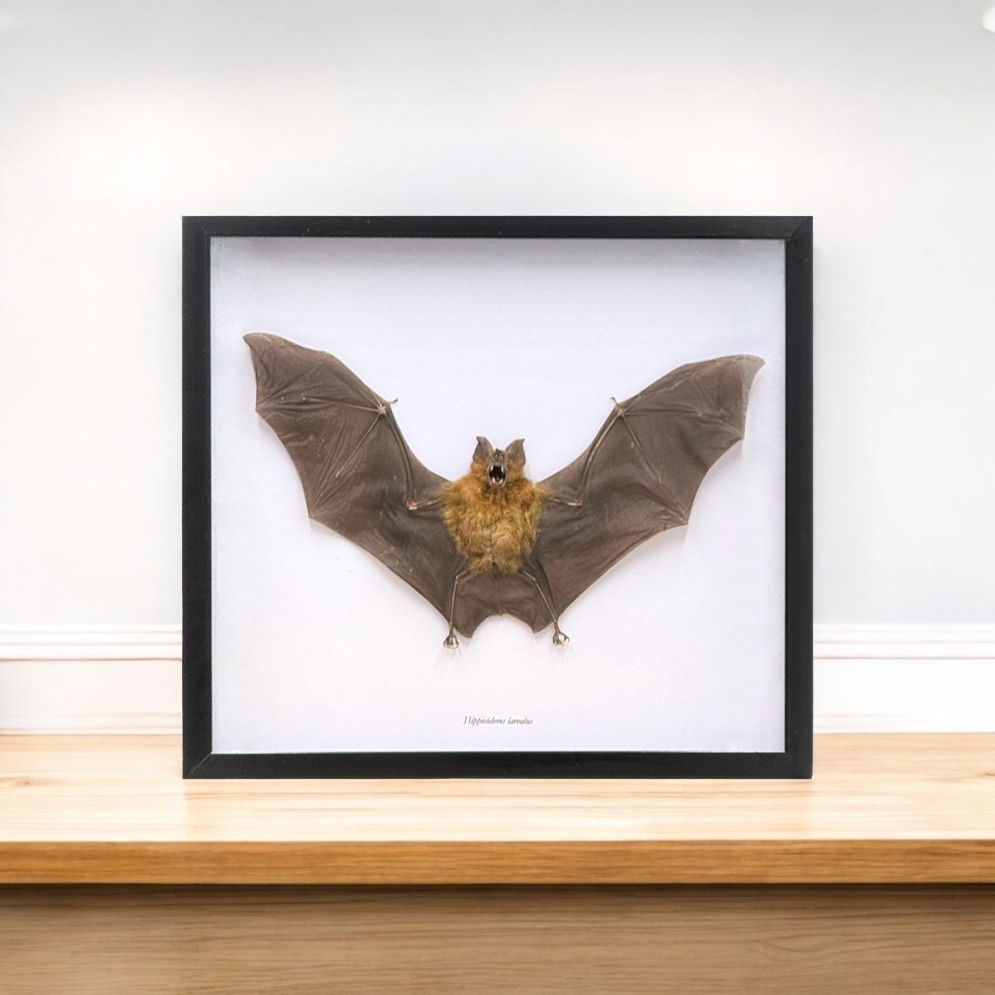 Roundleaf Bat in Frame